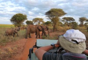 meilleure saison safari afrique