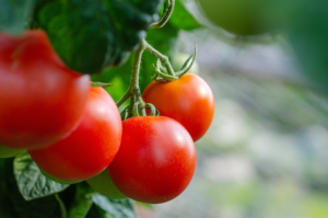 avantages jus de tomates santé