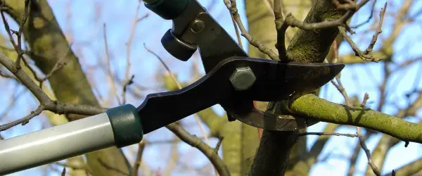 techniques de taille 