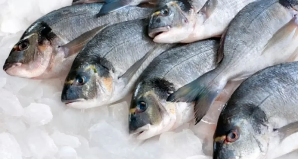 les bonnes pratiques pour conserver un poisson au congélateur