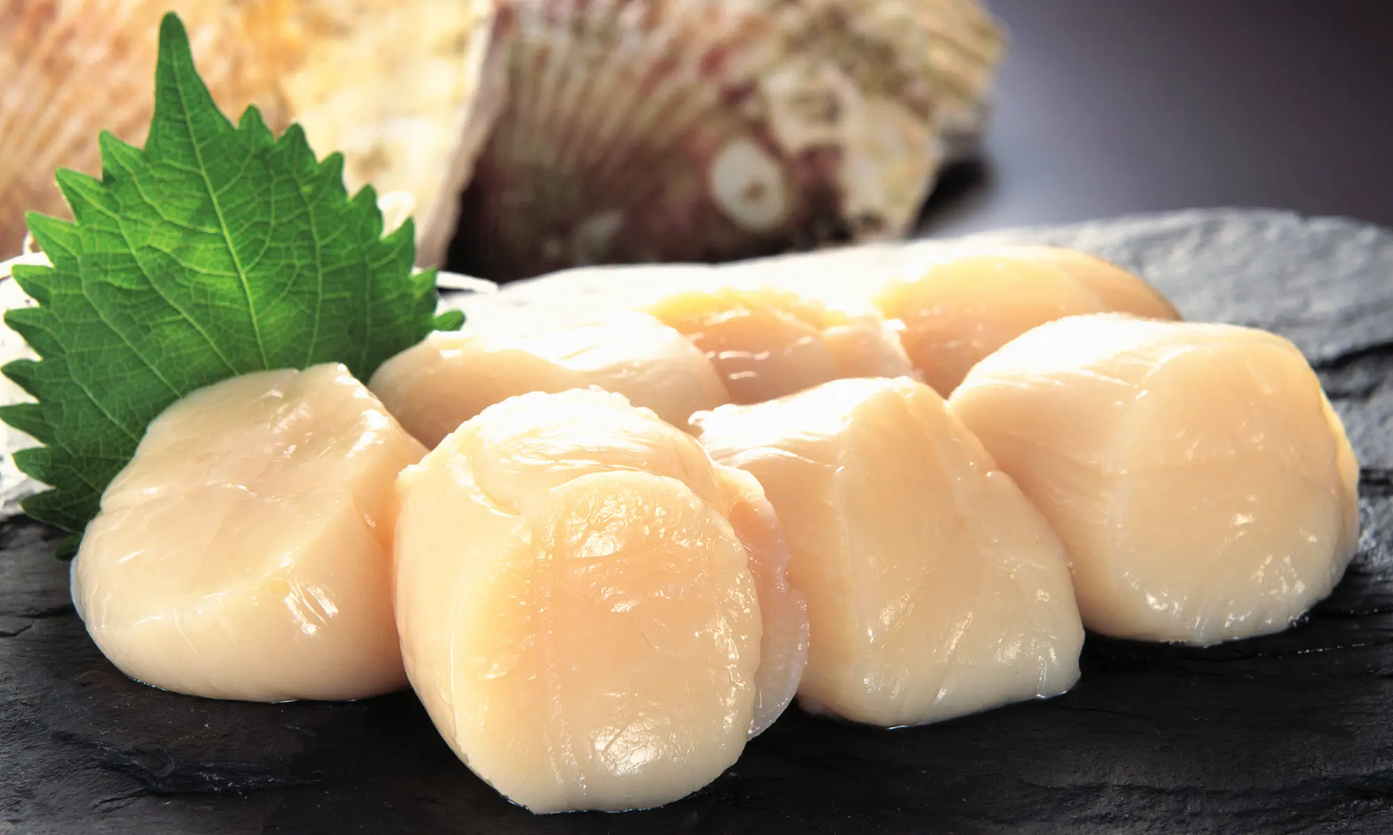 différences entre les coquilles st jacques bretonnes et normandes