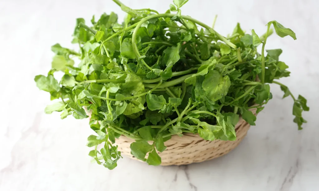 Watercress