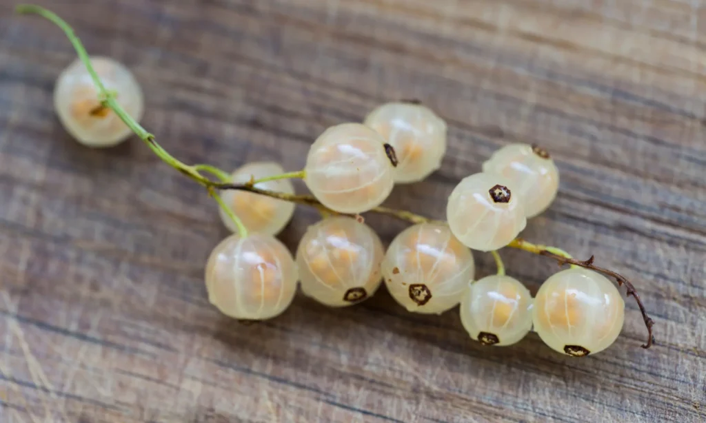 White currant