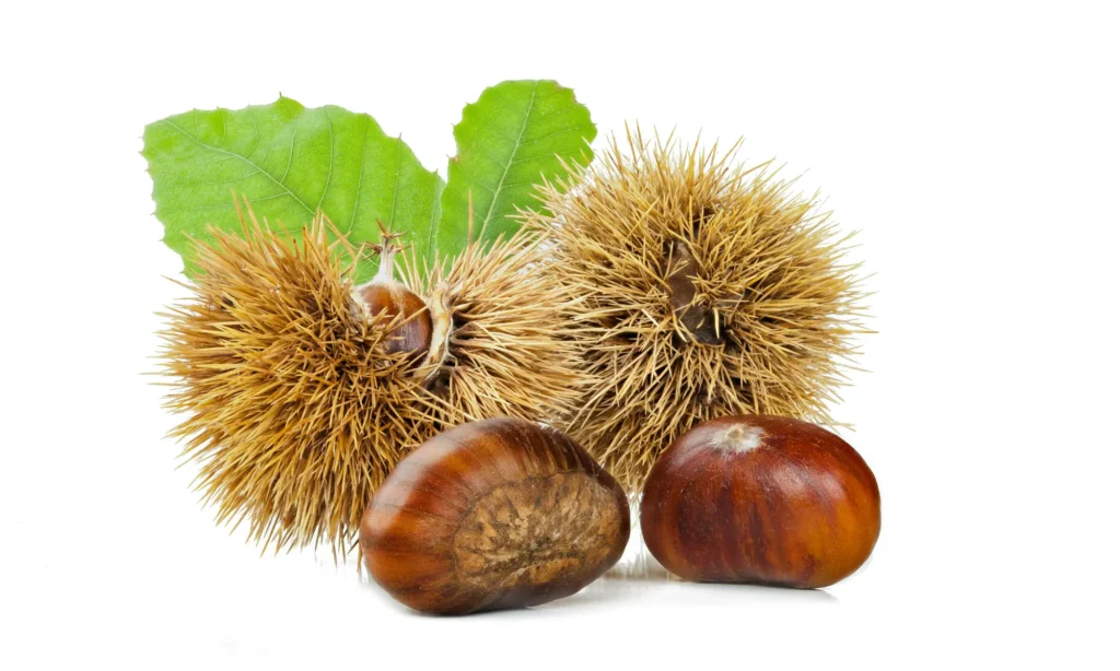 vraie châtaigne comestible